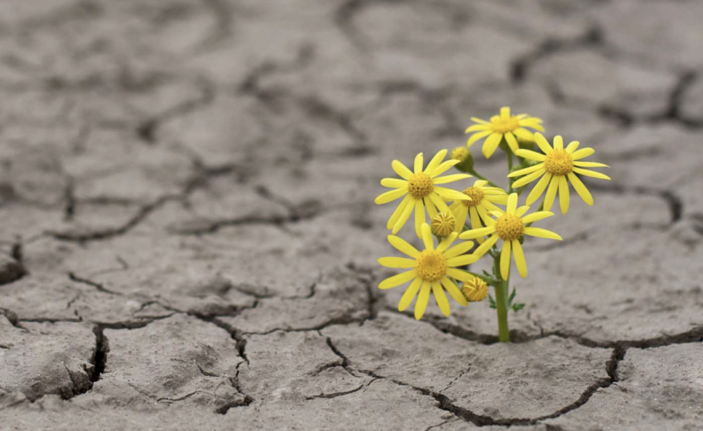 Bright yellow flower growing out of broken cement