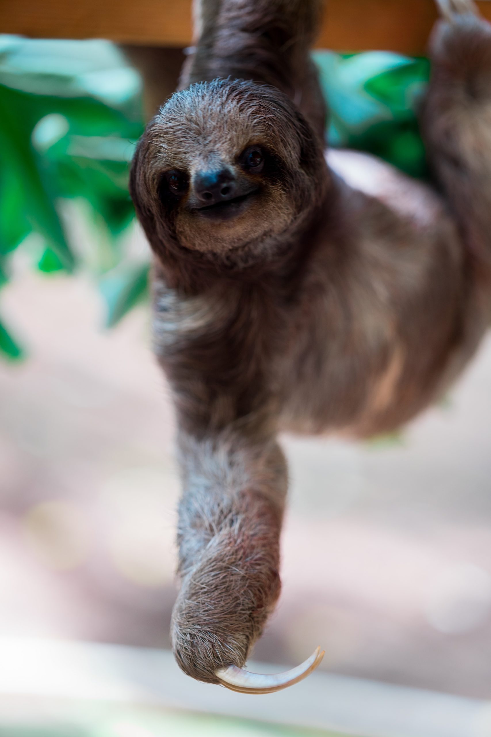 Sloth slow moving