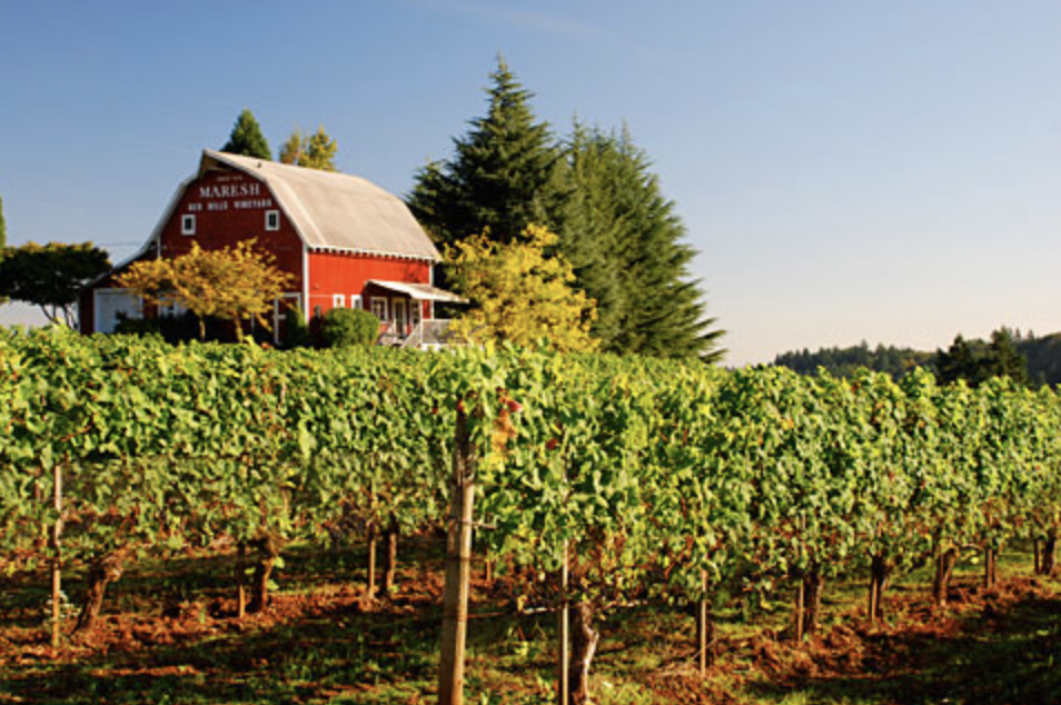Farm and vineyard