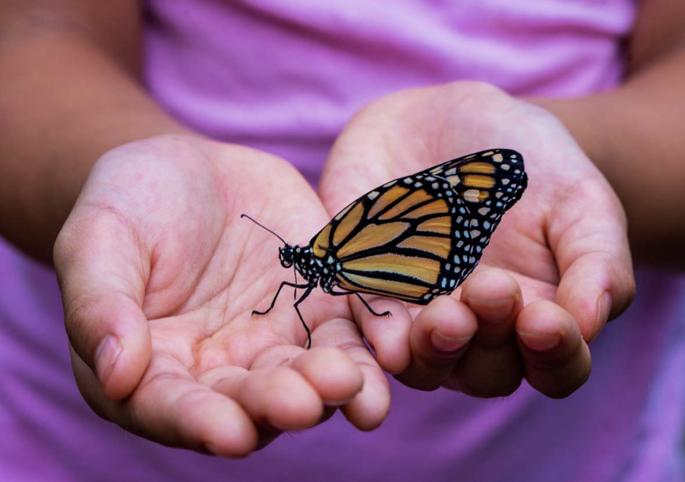 Small hands holding butterfly
