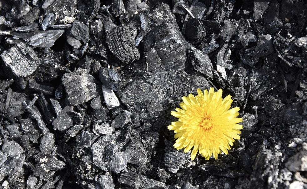 Yellow flower growing out of gray ashes