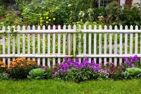 White picket fence with beautiful purple flowers along the bottom